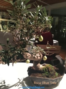 6 Roca Olive Tree_new
